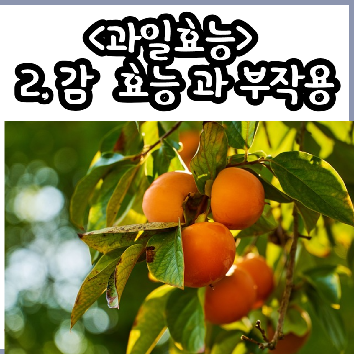 감 효능