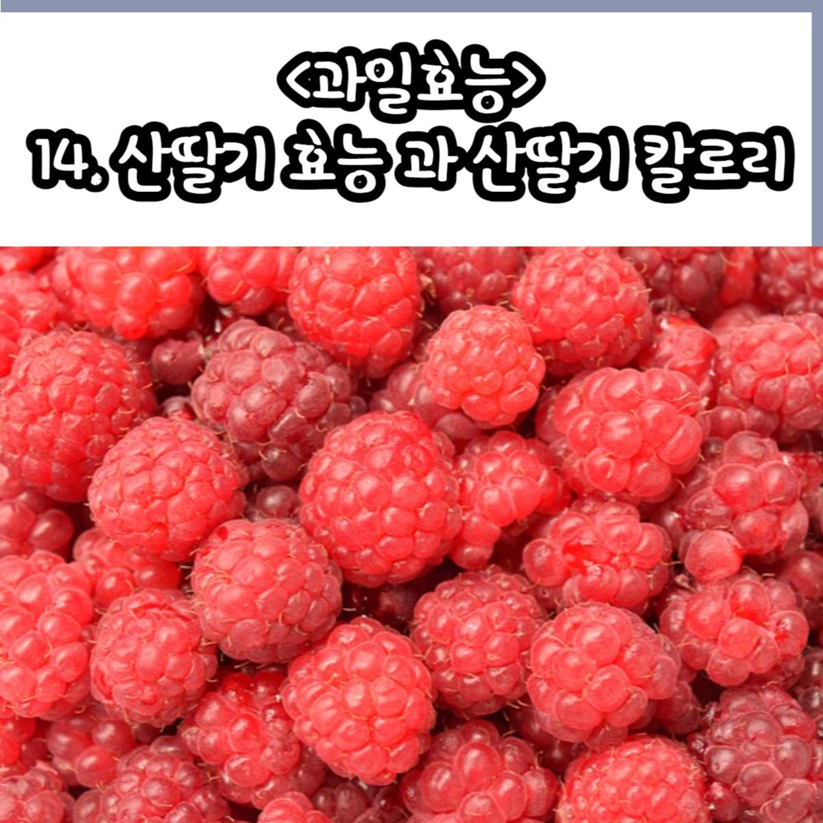 14. 산딸기 효능 과 산딸기 칼로리