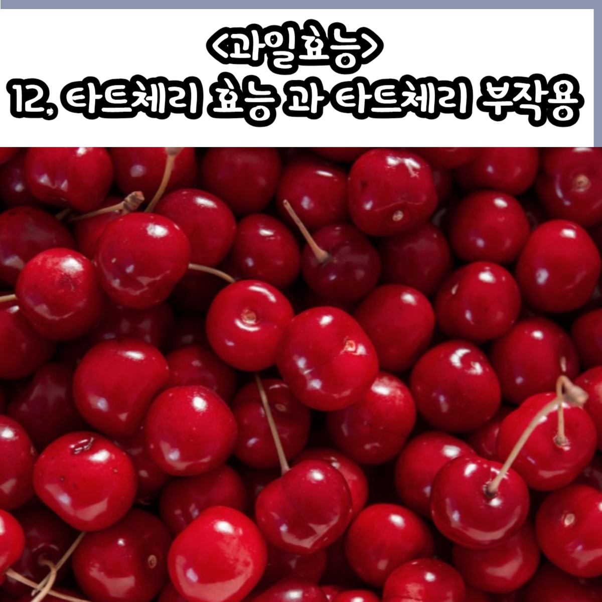 타트체리 효능