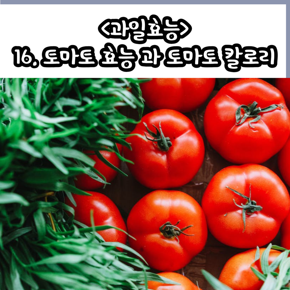 토마토 효능
